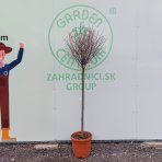 Okrasná višňa (Prunus Frutiosa) ´GLOBOSA´ výška 170-190 cm, obvod kmeňa 10/12 cm, kont. C25L 
